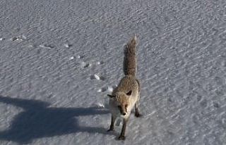 Adilcevaz’da tilkinin dron ile imtihanı