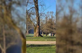 Ağaç kovuğunda yangın çıkarıldı