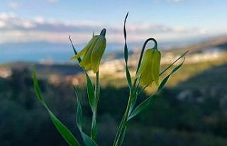 Ağlayan Gelinler çiçek açtı