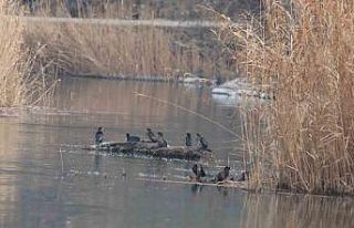 Ağrı Dağı Milli Parkı 200’ü aşkın kuş türüne...