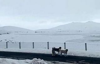 Ağrı’da başıboş sokak köpekleri tehlike saçıyor