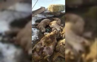 Ahırın çatısı çöktü: 40 koyun 15 kuzu telef...