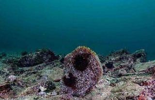 Akdeniz’de çok az kaldı, Tuzla’da umut verdi