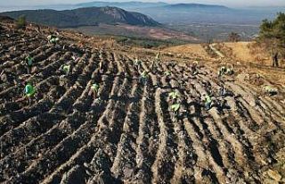 Akhisar’da yanan alanlar yeniden yeşeriyor: 2 milyon...