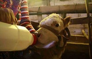 Annesi ölen buzağıyı elleriyle besliyorlar