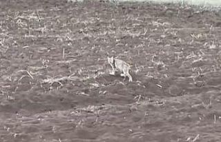 Arazide tek başına yürüyen yavru vaşak, sürüden...