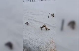 Ardahan’da tilkilerin ’ekmek kavgası’ kamerada