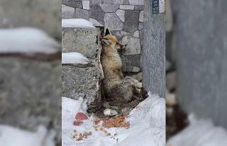 Ardahan’ın Damal ilçesinde yaralanan tilkiye belediye...