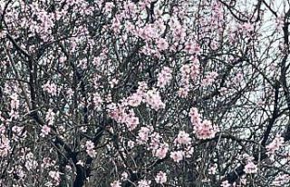 Artvin’de meyve ağaçları çiçek açtı