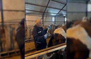 Aydıntepe’de şap aşılama ve küpeleme çalışmaları...