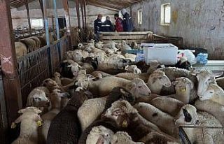 Aydıntepe’de şap hastalığına yönelik kontroller...