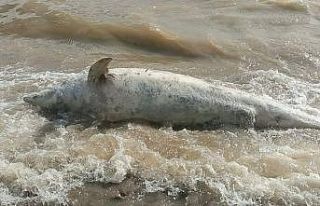 Ayvacık sahiline ölü yunus balığı vurdu