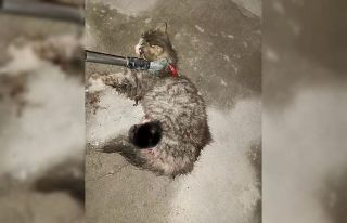 Ayvacık’ta otomobilde sıkışan kedi kurtarıldı
