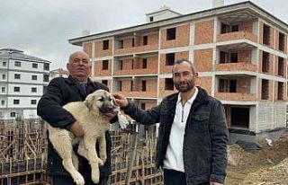 Baba oğul, çatıda ölümün eşiğindeki yavru...