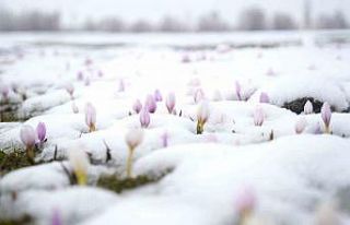 Baharın habercisi çiğdemler kar altında kaldı