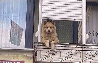 Balkondaki sevimli köpek herkesi gülümsetiyor