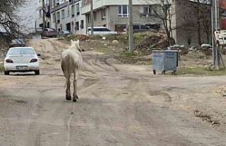 Başıboş atlar sokaklarda