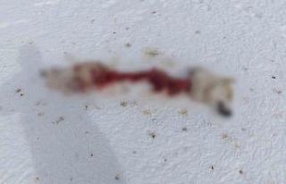 Başkale’de kurtlar köpeği parçaladı