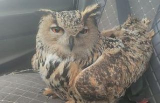 Bayburt’ta bulunan puhuda mantar enfeksiyonu tespit...