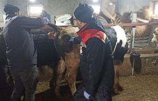 Beyşehir’de şap ile mücadelede çalışmaları