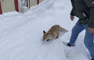 Bingöl’de aç kalan kızıl tilki şehir merkezine...