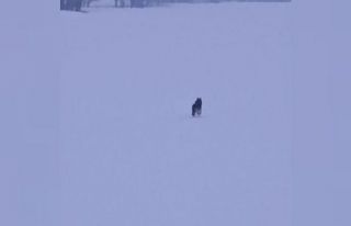 Bitlis’te aç kalan kurtlar şehre inmeye devam...