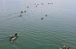 Bitlis’te sazlıklar dondu, kuşlar gölde toplandı