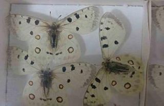 Böcek Müzesi 30 bin örnekle bilime katkı sunuyor,...