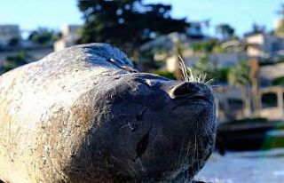 Bodrum’da Akdeniz foku ilgi odağı oldu