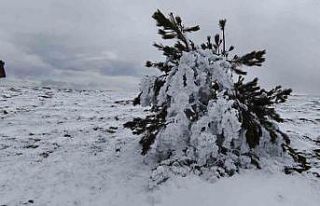 Bolu’da soğuk hava ağaçları dondurdu
