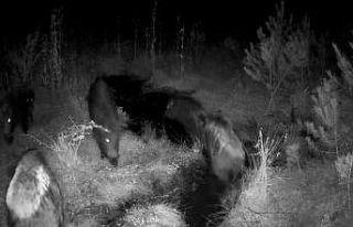 Bolu’da yaban hayatı fotokapanlarla görüntülendi