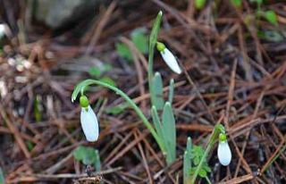 Bu çiçeği koparmanın bedeli dudak uçuklatıyor