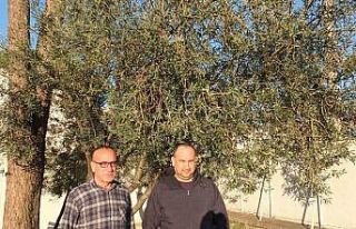 Burhaniye’de yağmurlar zeytincileri sevindirdi