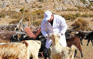 Büyükşehir Çoban Haritası Projesi ile 508 çobana...