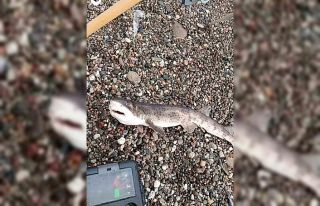 Çanakkale’de amatör balıkçıların oltasına...