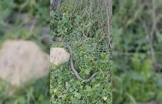 Çan’da 2 metrelik yılan kamerada