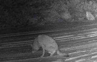 Çankırı’da yaralı kurt ve vaşak fotokapanda