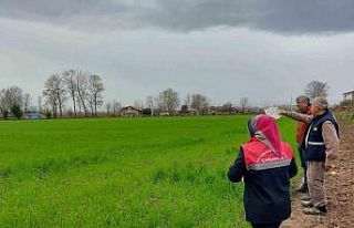 Çarşamba’da fenolojik gözlem ve destekleme çalışmaları