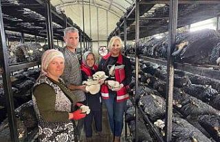 Çarşamba’da mantar hasadı etkinliği