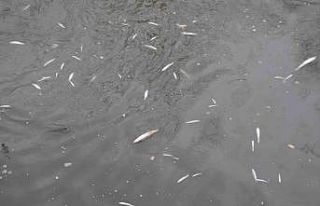 Çayda korkutan görüntü: Yüzeye çıkan balıklar...