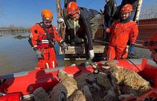 Çiftliklerde mahsur kalan hayvanlar botla kurtarılıyor