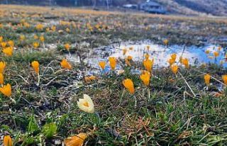 Çiğdemlerin açtığı Bartlı Yaylası’nda görsel...