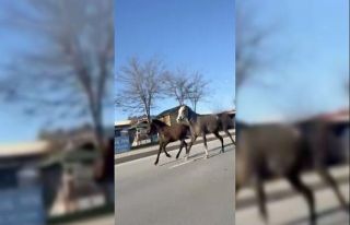 Çorum’da başıboş atlar trafiği tehlikeye attı:...