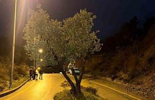 Dağdan kopan zeytin ağacı karayolunu ikiye böldü