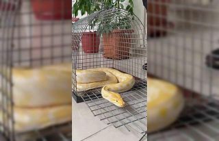 Denizli’de gösteride kullanılan nesli tehlike...