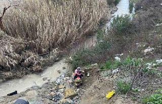 Dere yatağına düşen oğlağı kurtarmak isteyen...