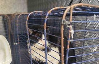 Derede mahsur kalan kedi kurtarıldı