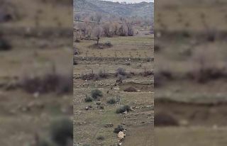 Diyarbakır’da domuz sürüsü yerleşim yerine...