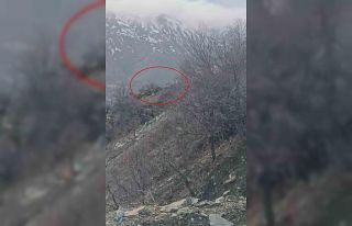 Diyarbakır’da nesli koruma altında bulunan dağ...