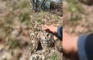 Doğada bulduğu puhu kuşunu ‘fıstık’ diyerek...